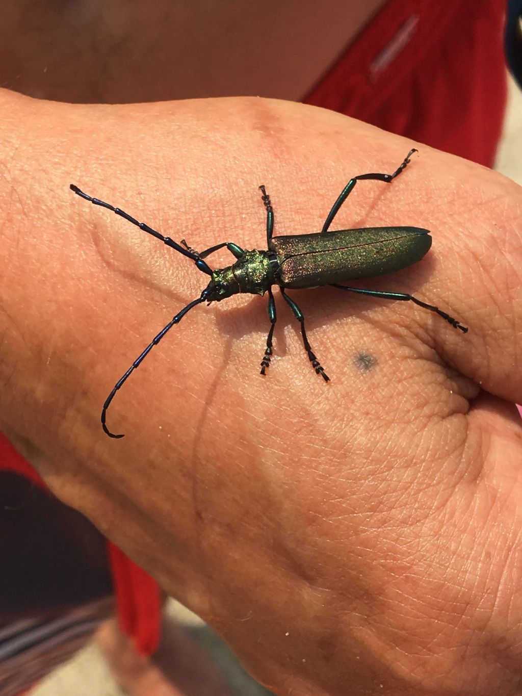 Cerambycidae: Aromia moschata?  S !